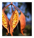 DesertPea